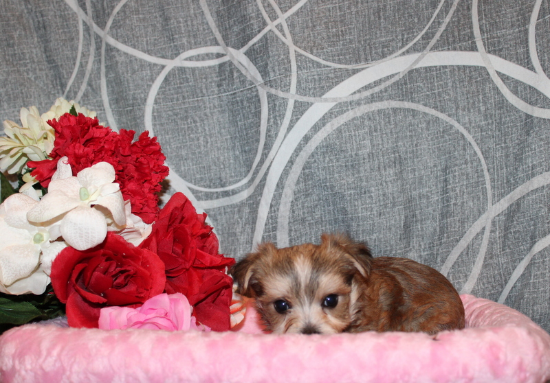 puppy, for, sale, Morkie, Matthew B. Stoltzfus, dog, breeder, Gap, PA, dog-breeder, puppy-for-sale, forsale, nearby, find, puppyfind, locator, puppylocator, aca